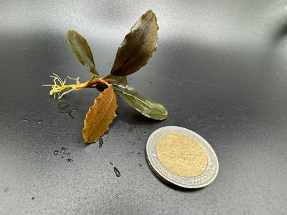 Bucephalandra Sp. Nanga Pinoh Rhizom